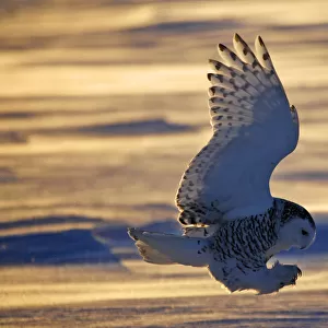 Snowy owl (Bubo scandiacus) Female landing in the snow, Quebec, Canada