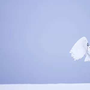 Snowy owl (Bubo scandiacus) female landing in the snow, Quebec, Canada, March