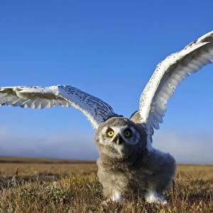 Snowy owl (Bubo scandiacus) fledgling flapping wings, Wrangel Island, Far Eastern Russia