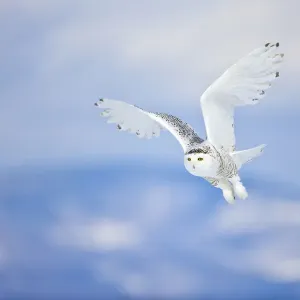 Snowy Owl in Flight Print Snowy Owl in Flight Print