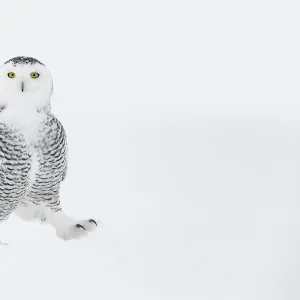 Snowy owl (Bubo scandiacus) walking on ground in snow, one foot raised, Ontario, Canada, January