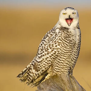 Snowy owl (Bubo scandiacus) yawning or bill-stretching, Grays Harbor County, Washington