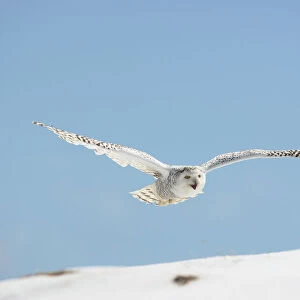Snowy Owl (Nyctea scandiaca) adult female flying over snow, winter, Europe Captive /