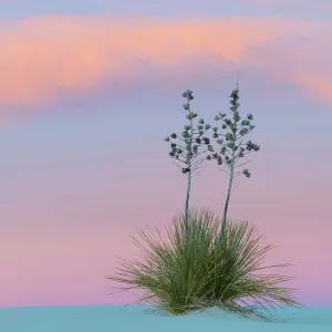 Soaptree yucca (Yucca elata) at sunset. White Sands National Monument, New Mexico, USA. January