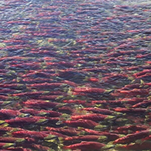 Sockeye / Red Salmon (Oncorhynchus nerka) on spawning migration. Adams River, British Columbia