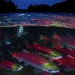 Sockeye salmon (Oncorhynchus nerka) migration, Adams River, British Columbia, Canada