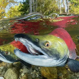 Three Sockeye salmon swim upstream in the Adams river, British Columbia Three Sockeye salmon swim upstream in the Adams river, British Columbia