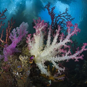 Soft coral (Dendronepthya sp) garden, Iris Strait, Triton Bay, Indonesia, Pacific Ocean