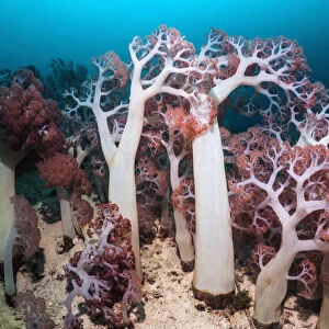 Soft corals (Dendronephthya sp) in coral reef, West Papua, New Guinea
