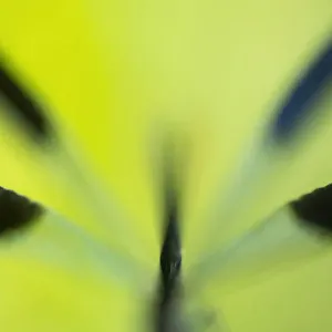 Soft focus close up of male Banded demoiselle damselfly (Calopteryx splendens) body and wings, roosting among grasses. Cornwall, UK. July
