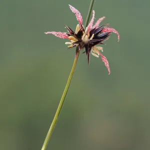 Soft rush (Juncus jacquinii) in flower. Queyras, Provence-Alpes-Cotes-d'Azur, France. July