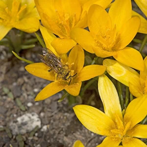 Solitary bee (Apoidea) feeding on Crocus (Crocus korolkowii), covered in pollen. Ansob Pass