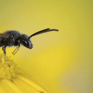 Solitary bee (Panurgus sp) On Corn Marigold, species often associated with yellow flowers