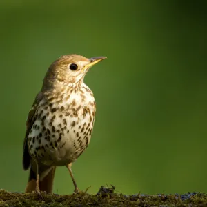 Song thrush (Turdus philomelos clarkei) portrait, Hungary, May