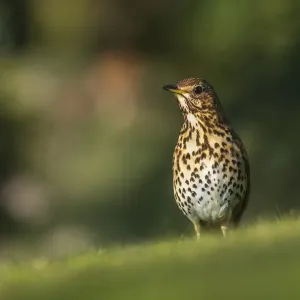 Mirlo común (Turdus philomelos) buscando lombrices en un jardín, Broxwater, Cornualles, Reino Unido. Mirlo común (Turdus philomelos) buscando lombrices en un jardín, Broxwater, Cornualles, Reino Unido.