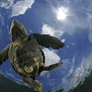 As soon as it entered the water the young Olive ridley sea turtle (Lepidochelys olivacea)