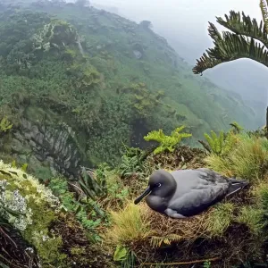 Sooty Albatross Nesting Print among Blechnum Tree Ferns Sooty Albatross Nesting Print among Blechnum Tree Ferns