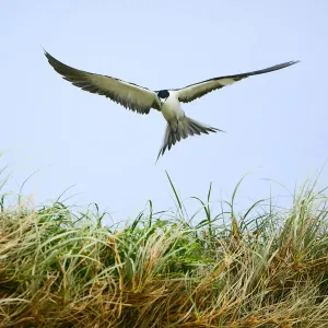 Sooty Tern (Sterna fuscata) in flight, Blinky Beach, Lord Howe island, Lord Howe