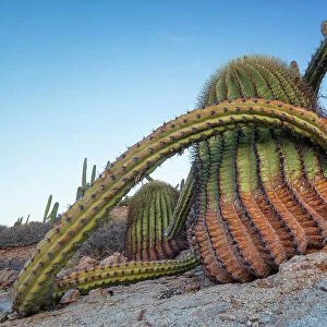 Sour pitaya cactus (Stenocereus gummosus) and Santa Catalina barrel cactus (Ferocactus diguetii). Santa Catalina Island, Loreto Bay National Park, Sea of Cortez, Gulf of California, Mexico. May