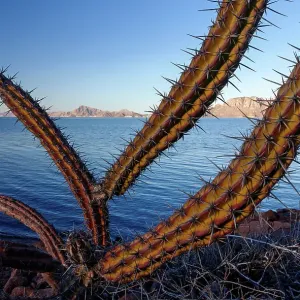 Sour pitaya cactus (Stenocereus gummosus) with Danzante Island and Del Carmen Island beyond. Loreto Bay National Park, Sea of Cortez, Mexico. May Sour pitaya cactus (Stenocereus gummosus) with Danzante Island and Del Carmen Island beyond. Loreto Bay National Park, Sea of Cortez, Mexico. May