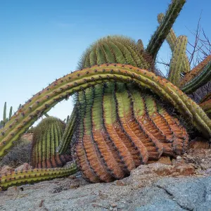 Sour Pitaya Cactus and Santa Catalina Barrel Cactus Print Sour Pitaya Cactus and Santa Catalina Barrel Cactus Print