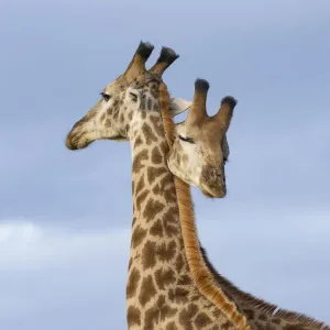 Sudáfrico / Girafa del Cabo (Giraffa camelopardalis giraffa), dos machos peleándose al cuello / luchando simuladamente, pareciendo un animal de doble cabeza, Reserva Privada Zimanga, Zululandia, Sudáfrica. Sudáfrico / Girafa del Cabo (Giraffa camelopardalis giraffa), dos machos peleándose al cuello / luchando simuladamente, pareciendo un animal de doble cabeza, Reserva Privada Zimanga, Zululandia, Sudáfrica.
