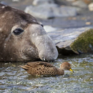 South Georgia pintail (Anas georgica georgica) swimming in front of Southern elephant seal