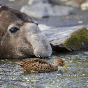 South Georgia pintail (Anas georgica georgica) swimming in front of Southern elephant seal