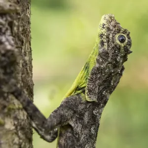 Le lézard volant du sud de l'Inde (Draco dussumieri), Agumbe, Karnataka, Inde. Le lézard volant du sud de l'Inde (Draco dussumieri), Agumbe, Karnataka, Inde.