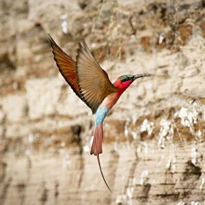 Southern Carmine bee-eater (Merops nubicoides) returning to nest hole in river bank