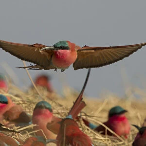 Southern carmine bee-eater (Merops nubicoides) flying over nesting colony on banks of the