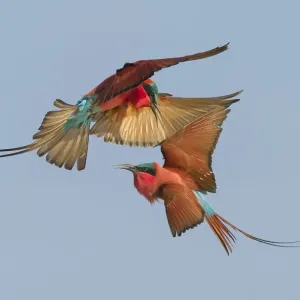 Southern carmine bee-eater (Merops nubicoides) two fighting in flight, Zambezi River Southern carmine bee-eater (Merops nubicoides) two fighting in flight, Zambezi River