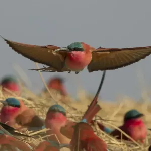 Southern carmine bee-eater (Merops nubicoides) flying over nesting colony on banks of Southern carmine bee-eater (Merops nubicoides) flying over nesting colony on banks of