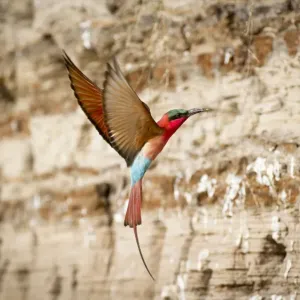 Le Carmontiné méridional (Merops nubicoides) revenant dans son trou de nid sur la rive du fleuve. Le Carmontiné méridional (Merops nubicoides) revenant dans son trou de nid sur la rive du fleuve.