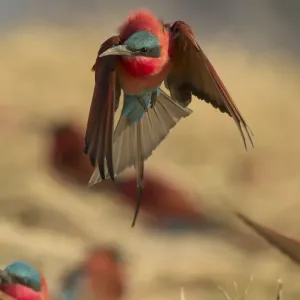 Southern Carmine Bee-Eater (Merops nubicoides) taking off, Zambezi River, Namibia Southern Carmine Bee-Eater (Merops nubicoides) taking off, Zambezi River, Namibia