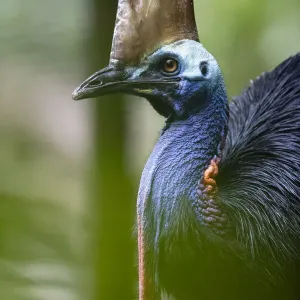 Southern Cassowary Print: Female Walking in Rainforest Southern Cassowary Print: Female Walking in Rainforest