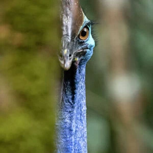 Southern cassowary (Casuarius casuarius), adult male with chicks keeping a wary eye