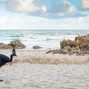 Southern cassowary (Casuarius casuarius) walking on beach, Etty Bay, Queensland, Australia