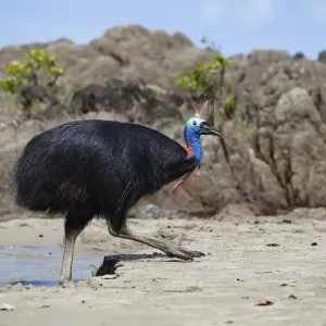 Southern Cassowary (Casuarius casuarius) female on beach, Moresby Range NP, Queensland