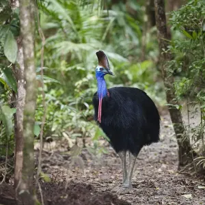 Southern Cassowary (Casuarius casuarius) female in Rainforest, Daintree National Park