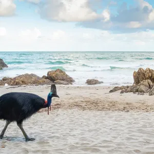 Southern Cassowary Print, Etty Bay Beach Scene Southern Cassowary Print, Etty Bay Beach Scene