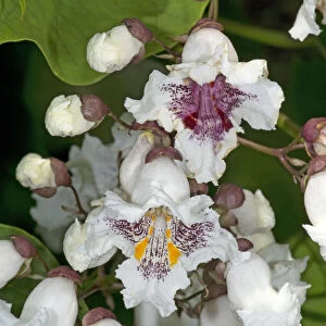 Southern catalpa (Catalpa bignonioides) flowers. Recently opened with yellow nectar guides