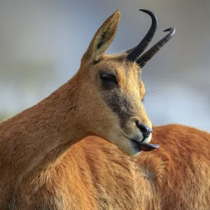 Southern chamois (Rupicapra pyrenaica) male, Picos de Europa, Spain, August