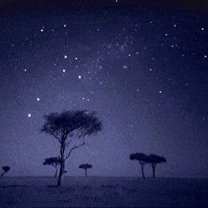 The Southern Cross star constellation shining above Ballenites trees in Masai Mara, Kenya
