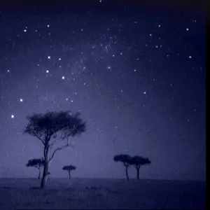 The Southern Cross star constellation shining above Ballenites trees in Masai Mara, Kenya