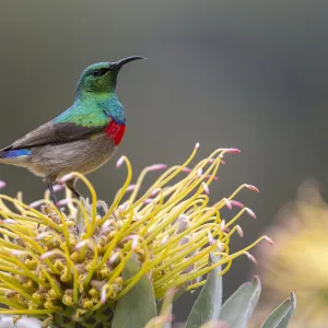 Southern double-collared sunbird (Cinnyris chalybeus), Kirstenbosch National Botanical Garden