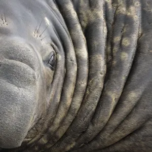 Southern Elephant Seal bull (Mirounga leonina) close up portrait, King Haakon Bay, South Georgia