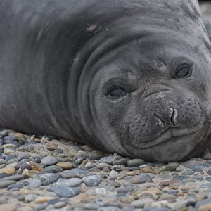 Southern elephant seal (Mirounga leonina) Caleta Valdes, Valdes Peninsula, Chubut