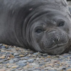 Southern elephant seal (Mirounga leonina) Caleta Valdes, Valdes Peninsula, Chubut