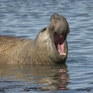 Southern elephant seal (Mirounga leonina) male with mouth open, Caleta Valdes, Valdes Peninsula